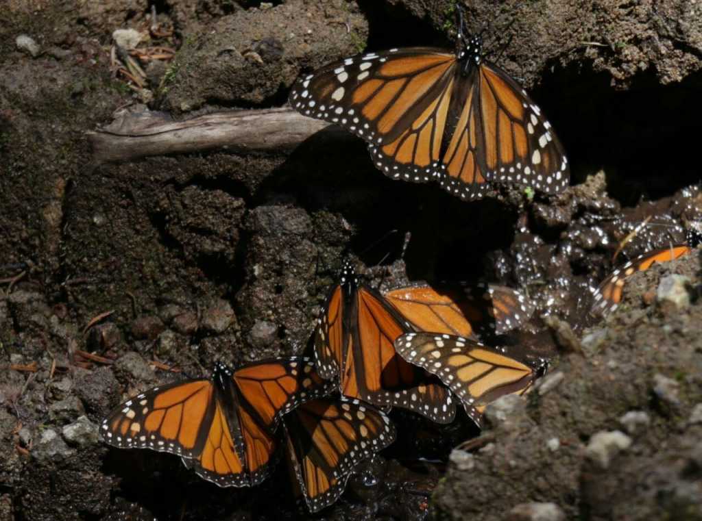 Conservación de la Monarca en Michoacán, ejemplo nacional