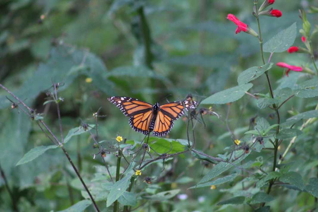 Investigarán polinización de mariposa monarca en su ruta