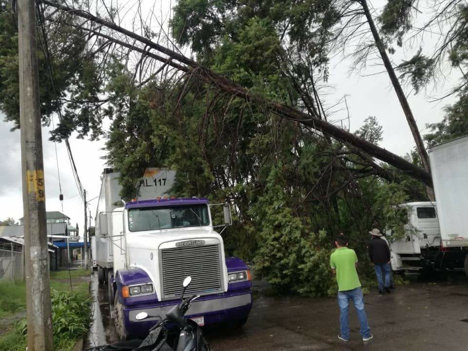 Caída de árboles y encharcamientos en Uruapan tras fuerte lluvia