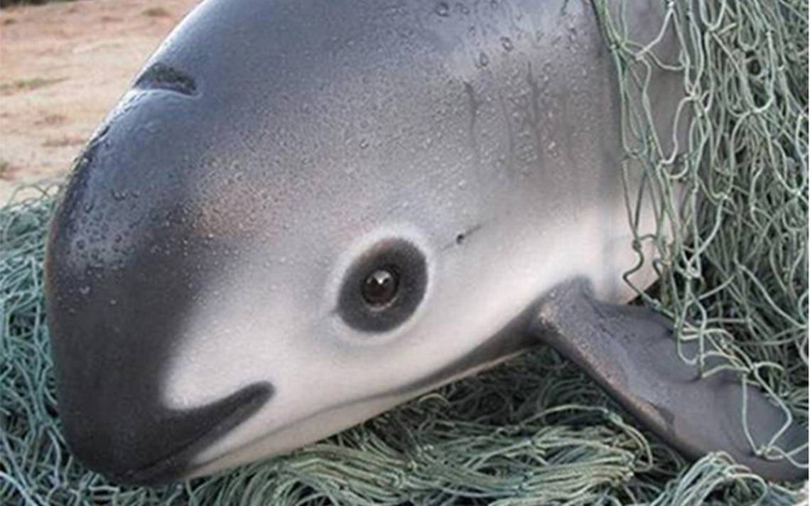 Vaquita marina al borde la extinción