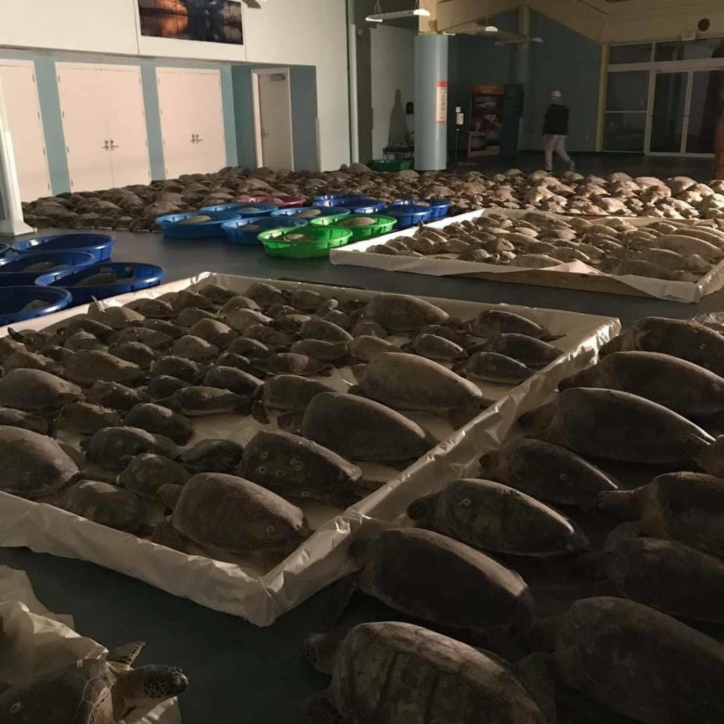 Salvan a más de mil tortugas de su muerte