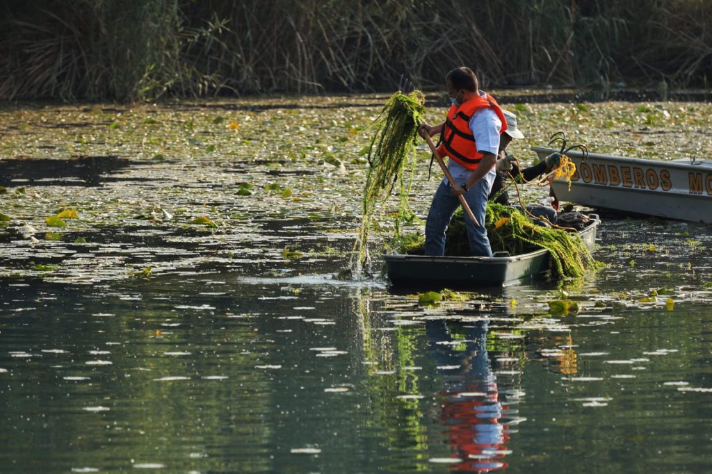 Extraen mil toneladas de maleza de la Mintzita