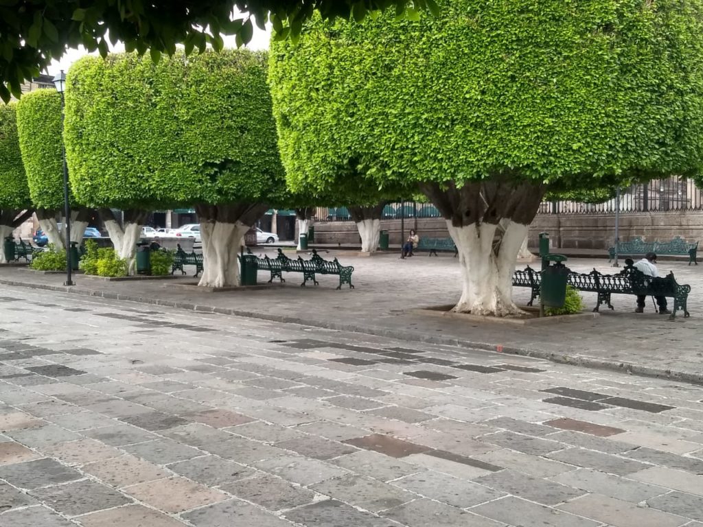 Ratas y hormigas en plazas y bosques de Morelia, regresarán hasta el próximo año