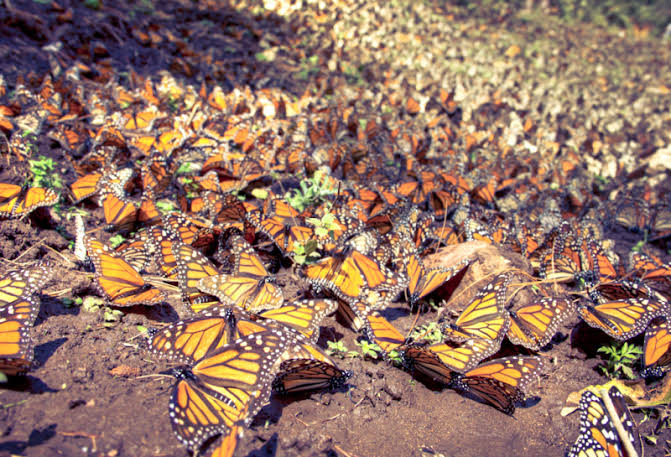 Entra mariposa monarca a lista roja de especies en peligro de la UICN