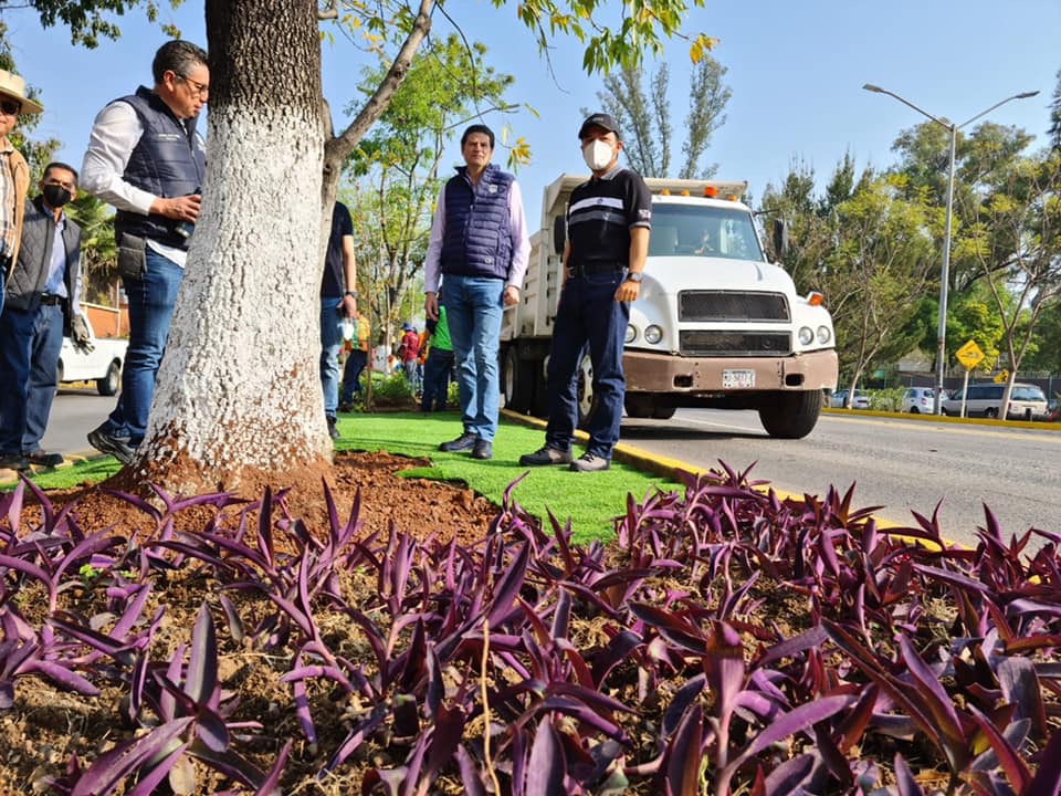 En camellones de Morelia, sustituyen terregal por pasto sintético