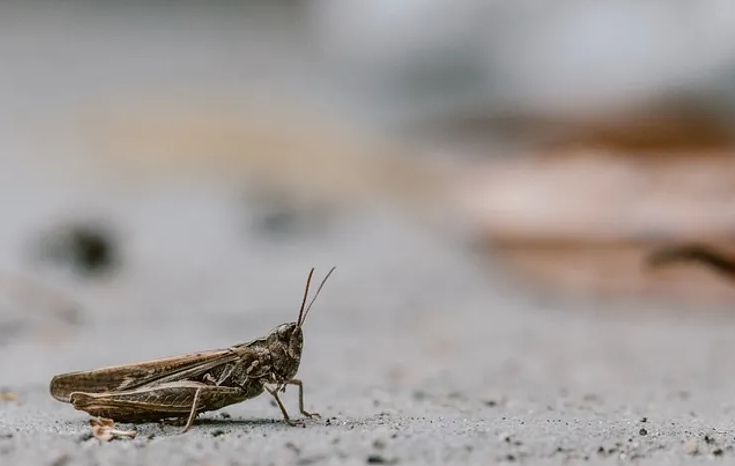 Invaden Nevada millones de grillos