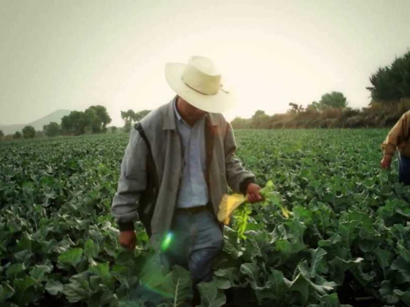Michoacán, líder nacional en cosecha de estos productos agrícolas