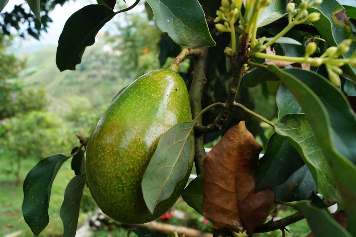 Aguacate criollo, nueva mina de oro en Michoacán