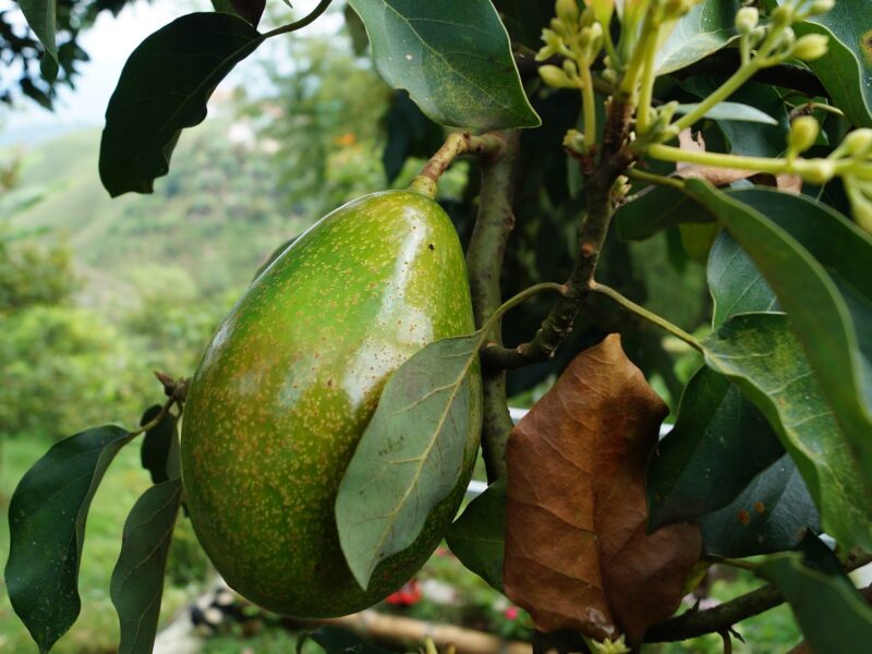 Aguacate criollo, nueva mina de oro en Michoacán