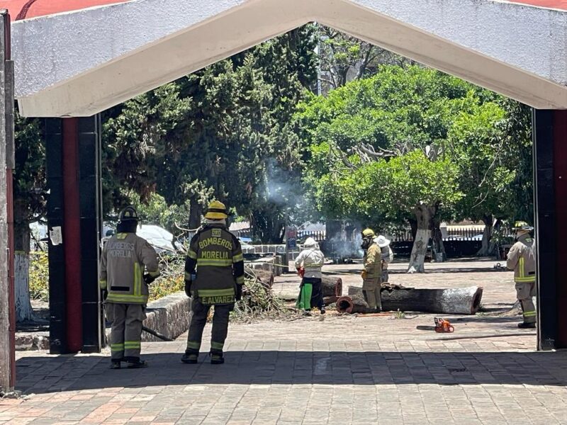 Cortan árbol que contenía panal de abejas afuera del IMSS