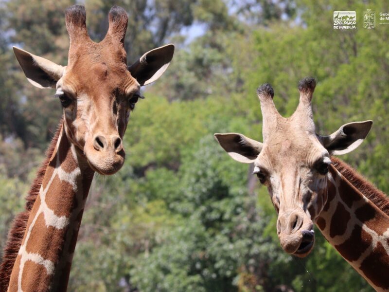 Murió "Muñeco", jirafa del Zoo de Morelia