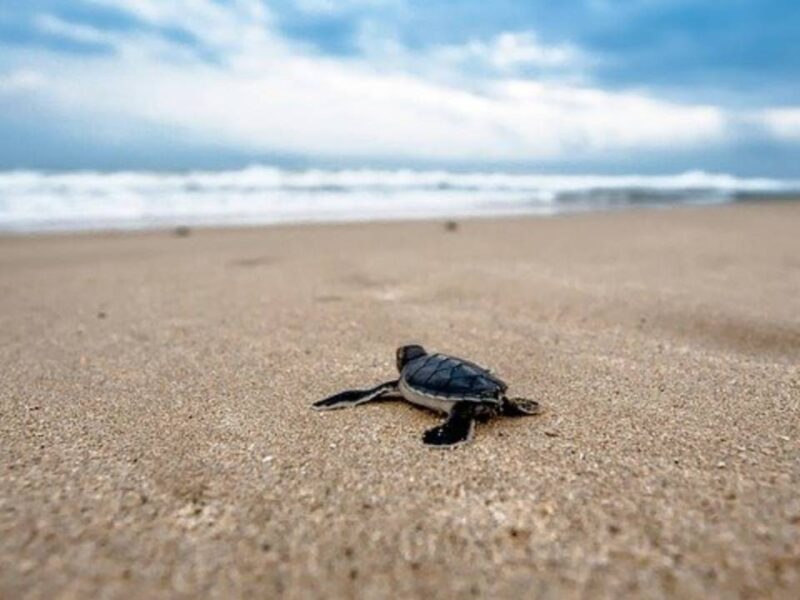 ¿Cuándo ver el desove y liberación de tortugas marinas en Michoacán?