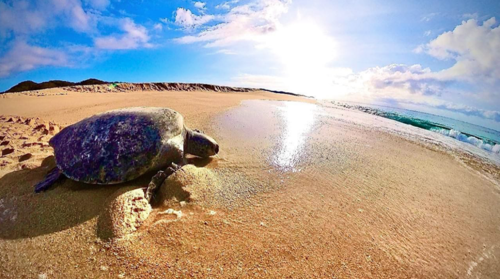 Costas Michoacana Tortugas que llegan