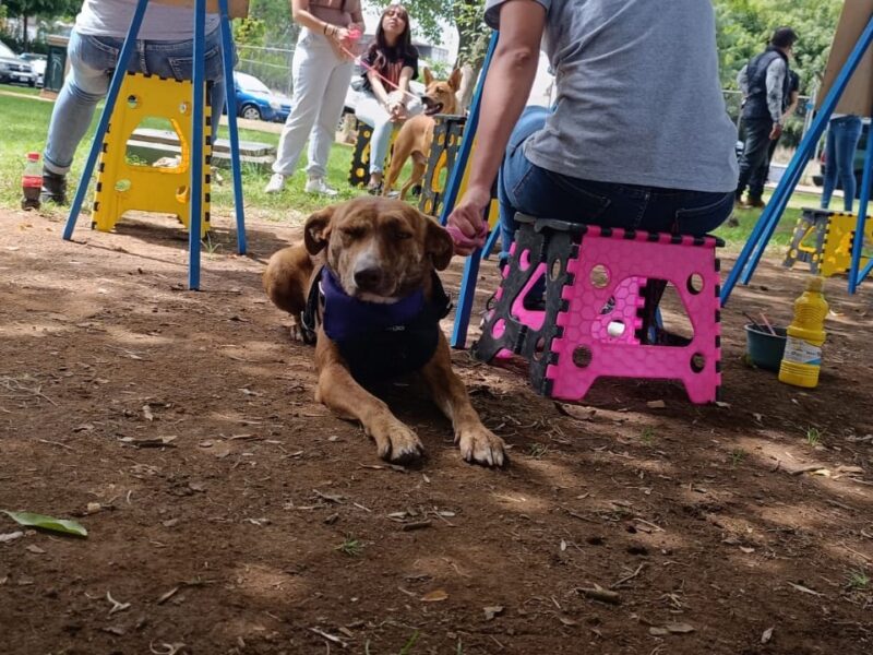 Implementarán operativo canino previo a Feria de la Catrina en Capula