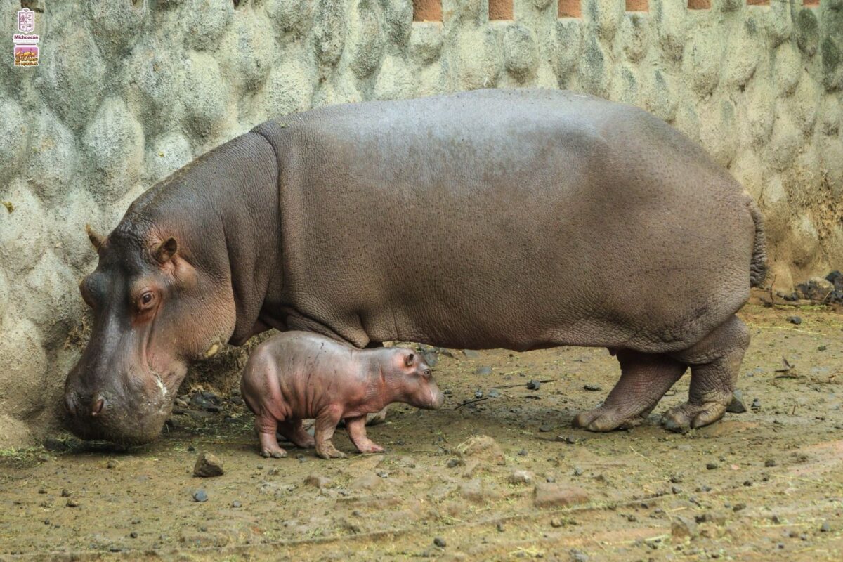 Nace en Zoológico de Morelia bebé hipopótamo del Nilo