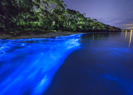 playas de México bioluminiscencia 