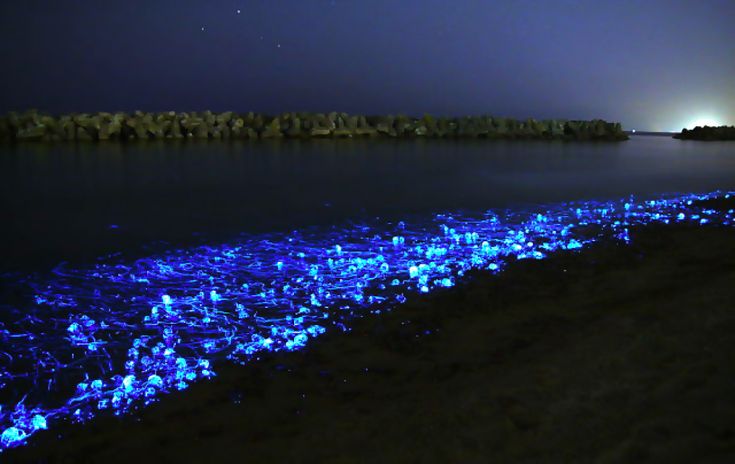 playas de México bioluminiscencia 