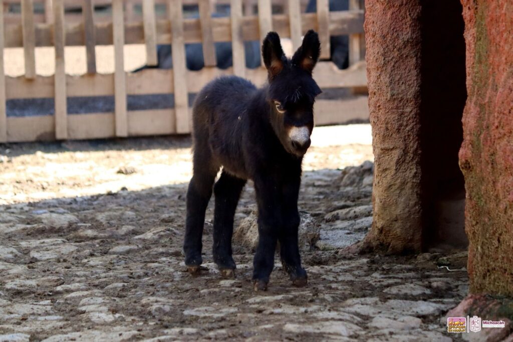 burritos africanos Zoológico de Morelia