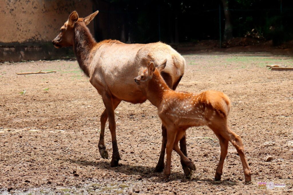 nacimientos en el Zoológico de Morelia