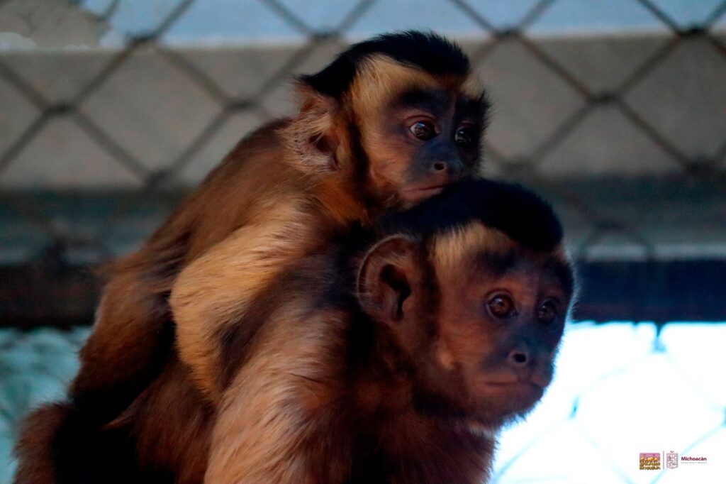 nacimientos en el Zoológico de Morelia