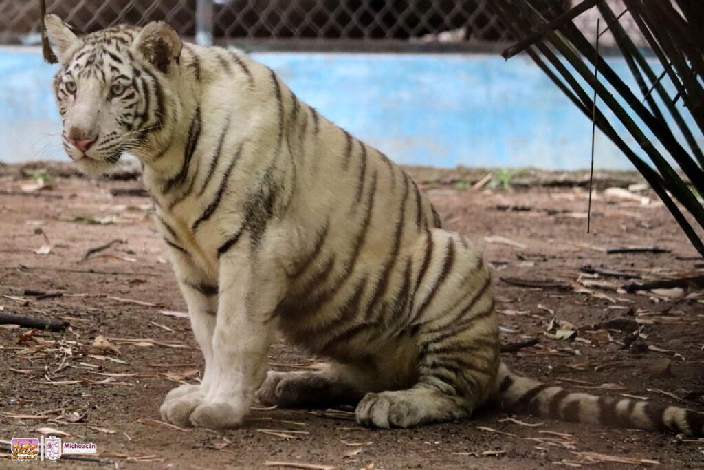 Nueva cría de tigre de Bengala