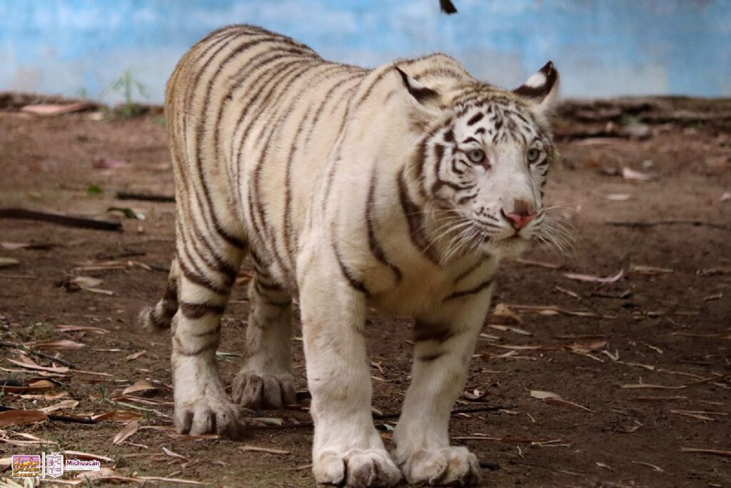 Nueva cría de tigre de Bengala