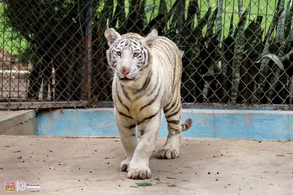 Nueva cría de tigre de Bengala