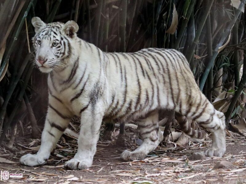 Nueva cría de tigre de Bengala