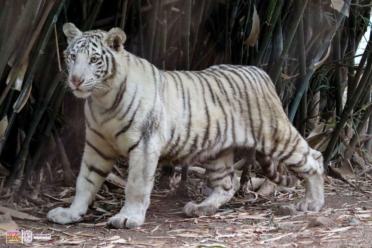 Nueva cría de tigre de Bengala