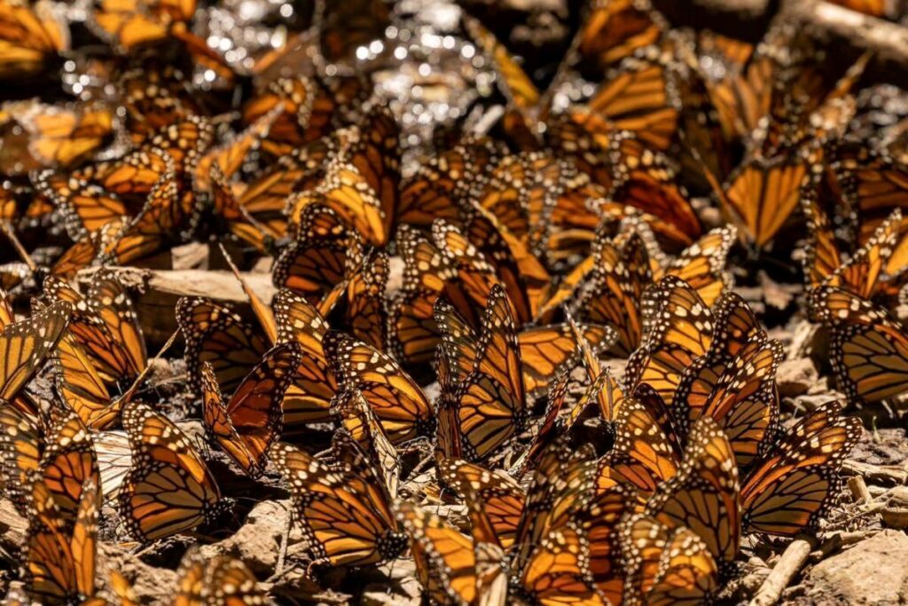 Santuarios de la Mariposa Monarca en Michoacán