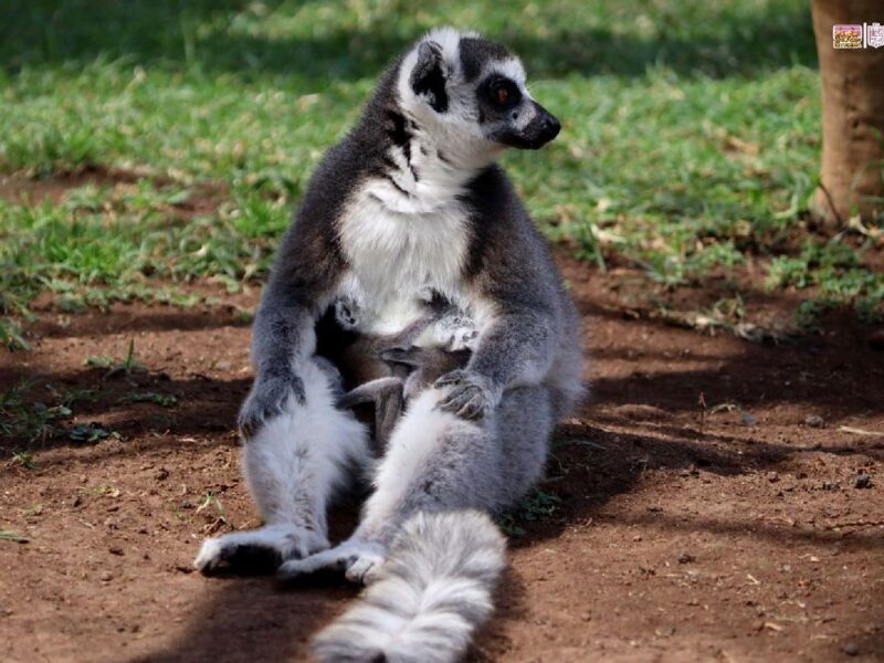 Nacen gemelos de Lémur en el Zoológico de Morelia