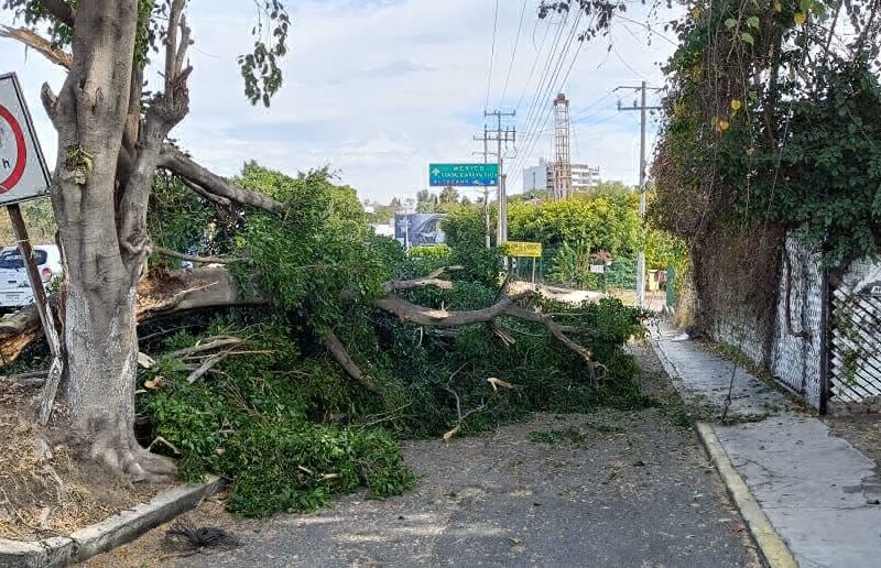 reportan árbol caído en Morelia