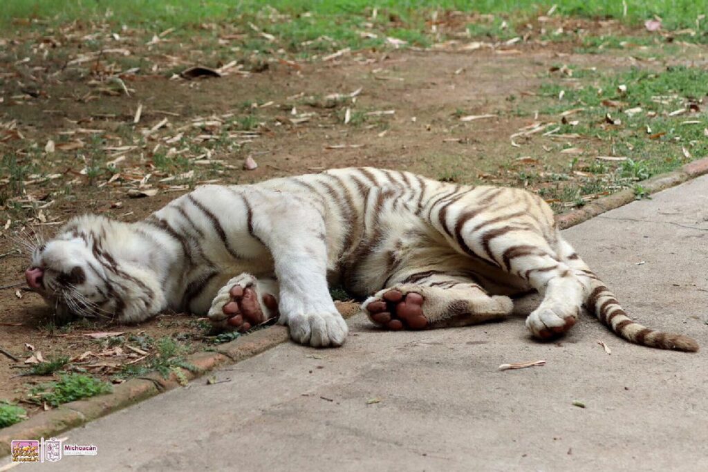 Tigre de Bengala blanco Zoo de Morelia