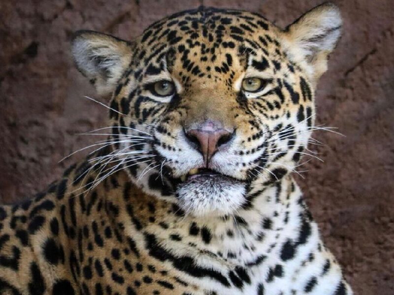 Impulsa zoológico de Morelia conservación de jaguares