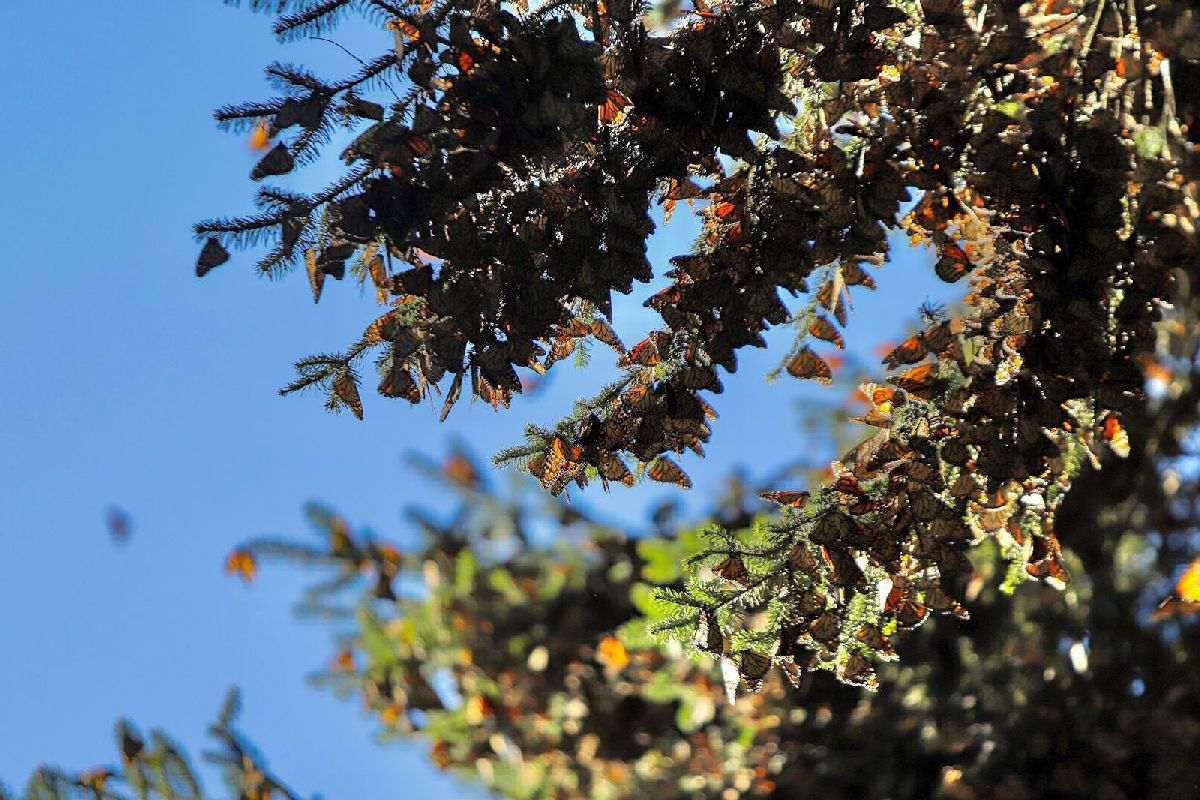 Última oportunidad santuarios Mariposa Monarca