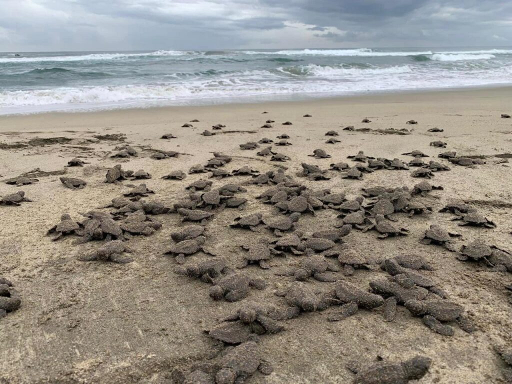 2.4 millones de crías de tortuga marina liberadas en playas de Michoacán