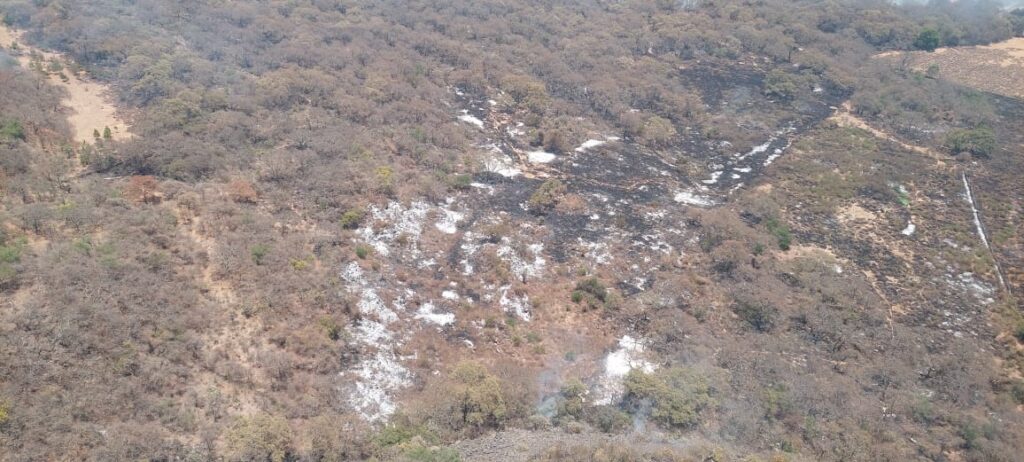 atienden por tierra incendio forestal en Jiménez