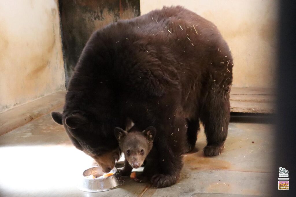 Nace tierna cría de oso negro en el Zoológico de Morelia