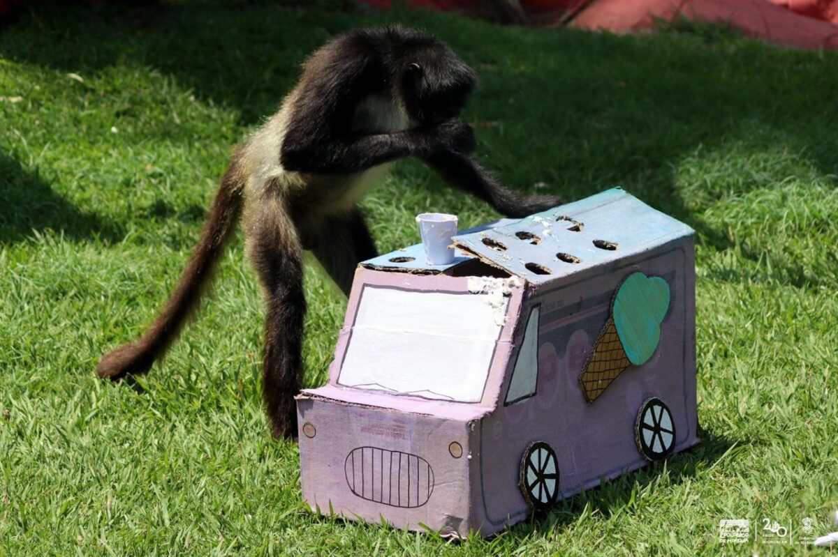 monos araña disfrutan helados en zoo de Morelia