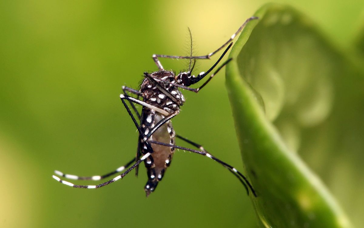 presentan estrategia contra el dengue en Michoacán