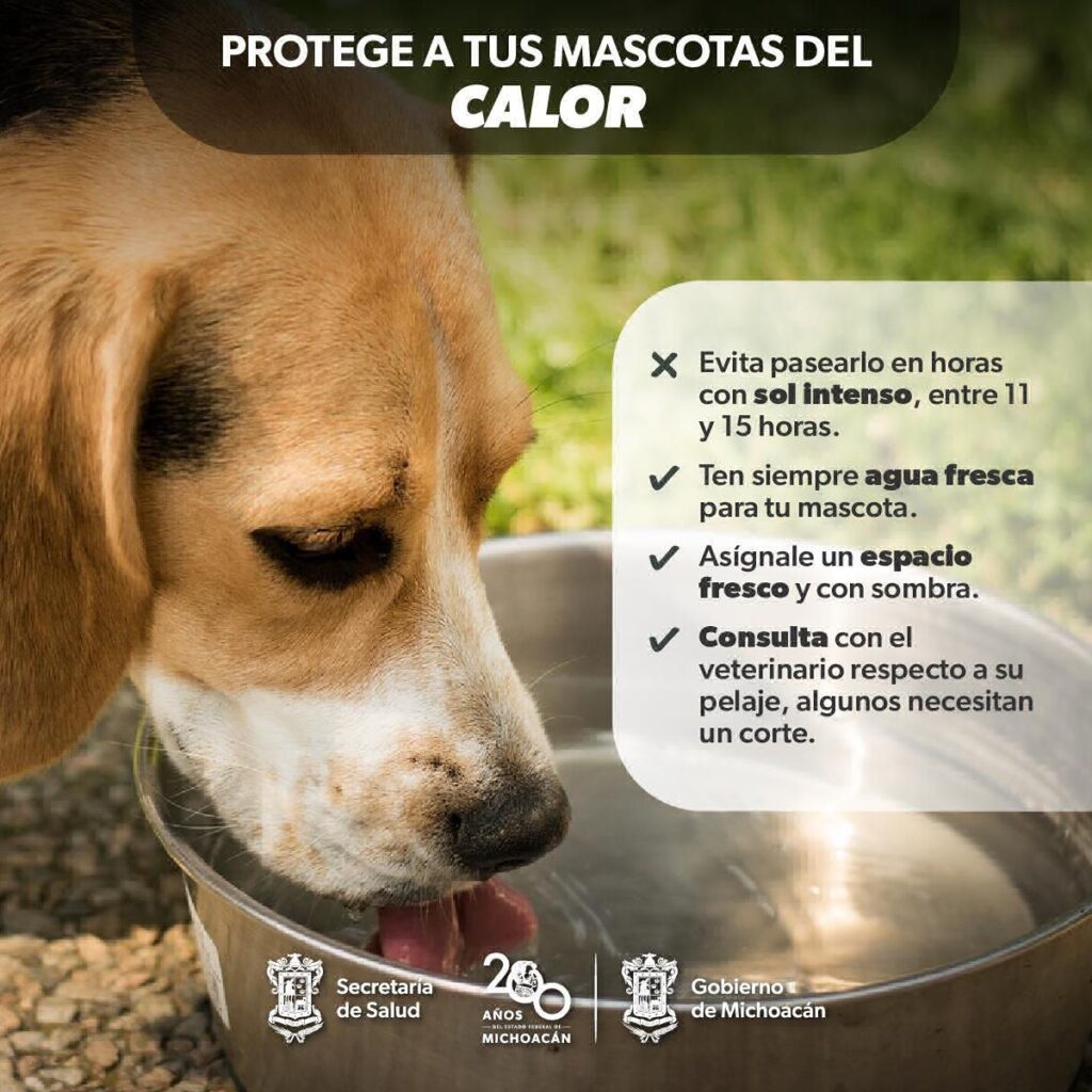 prevenir golpes de calor en mascotas - tips