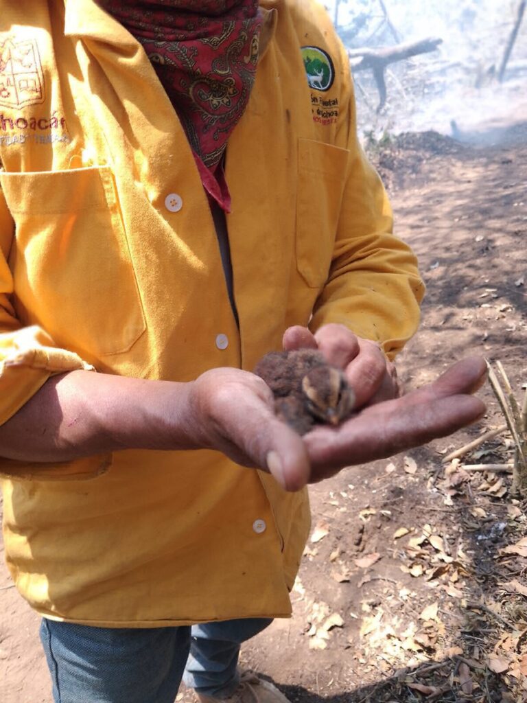 rescate de fauna silvestre incendio forestal - cria