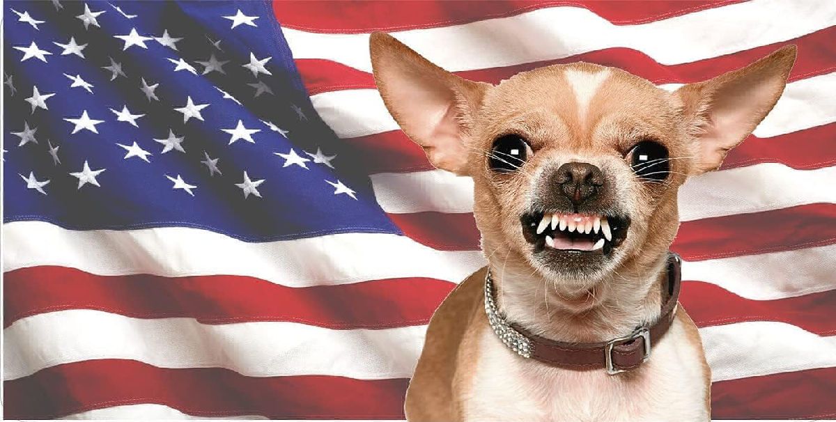 Ajusta Estados Unidos requisitos para viajar con perros y otras mascotas