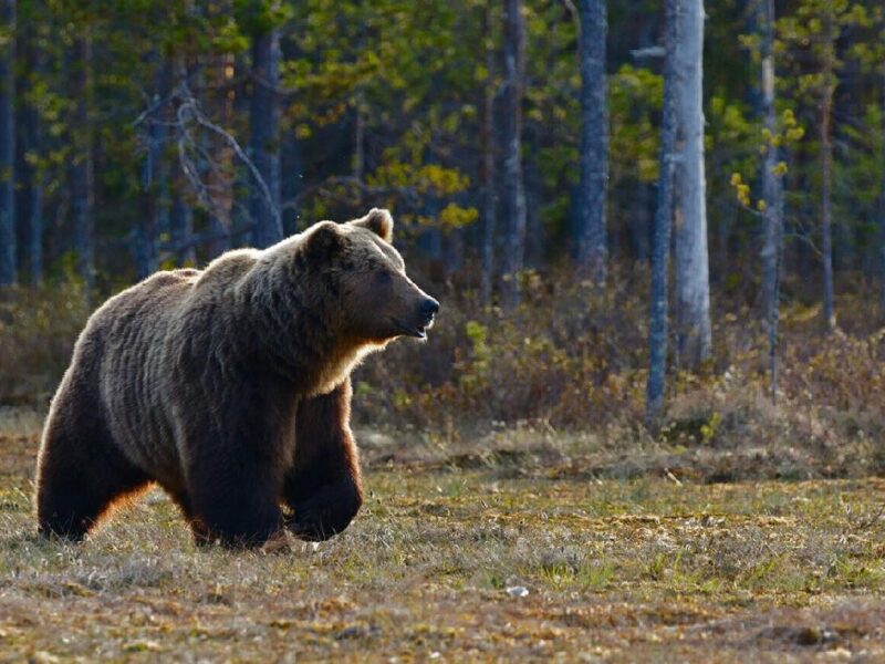 alerta avistamiento oso en zirimbo