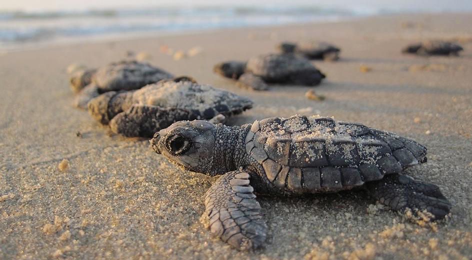 Arriban a playas de Michoacán las tortugas marinas