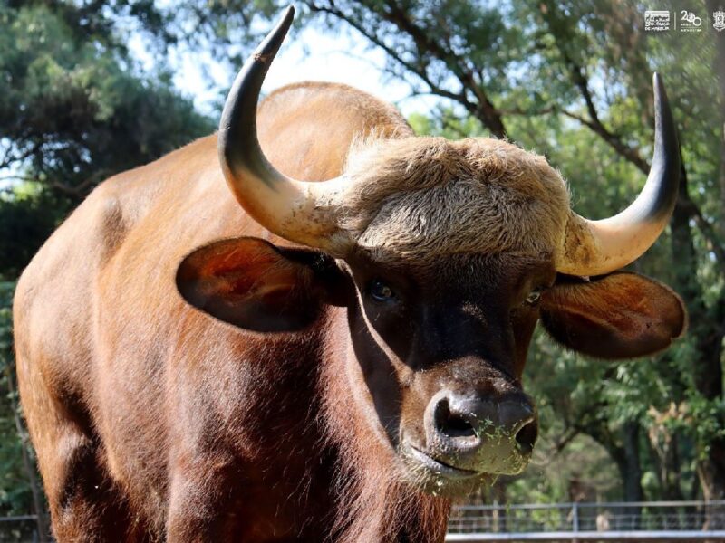 bisontes de la India llegan a Zoológico de Morelia