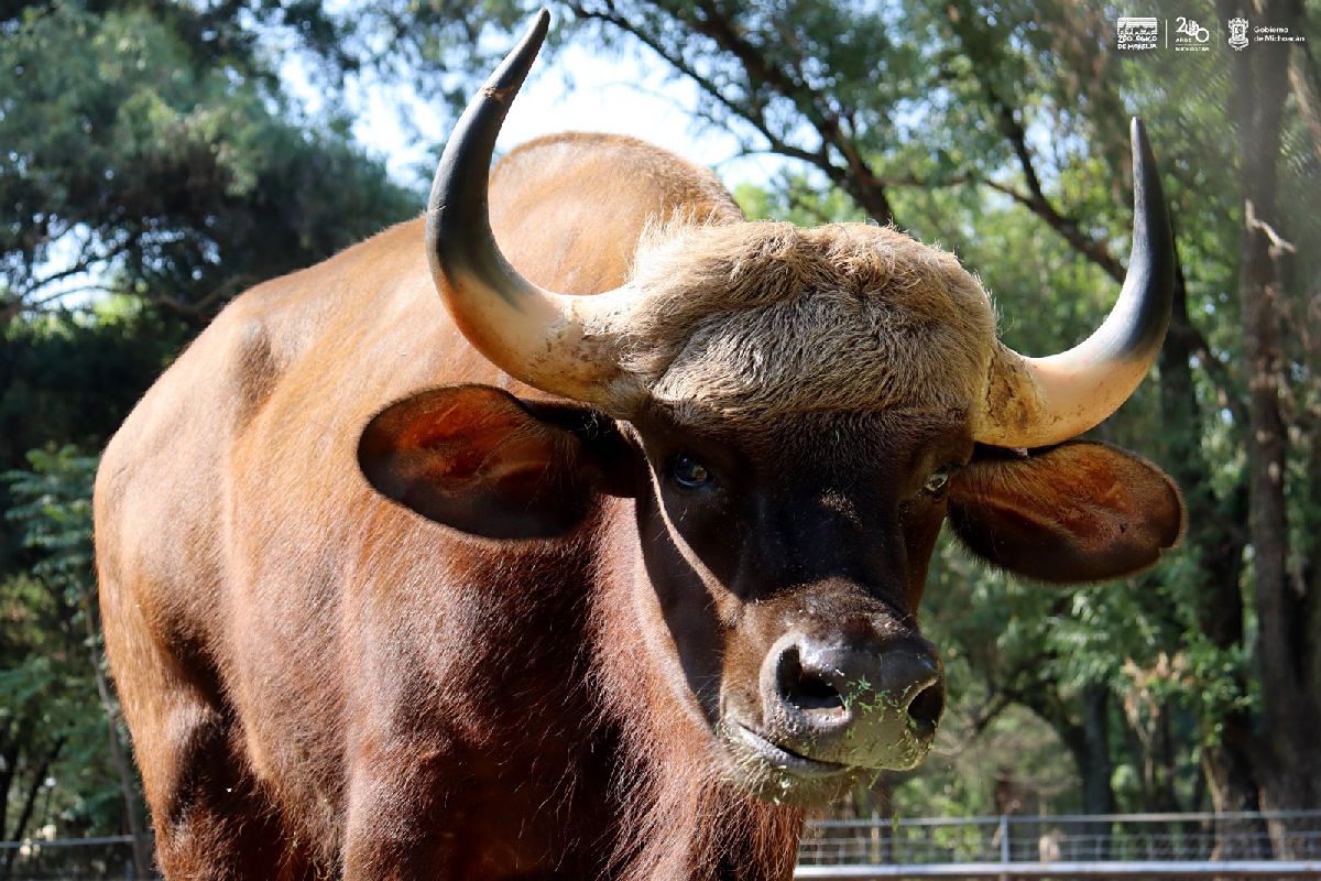 bisontes de la India llegan a Zoológico de Morelia