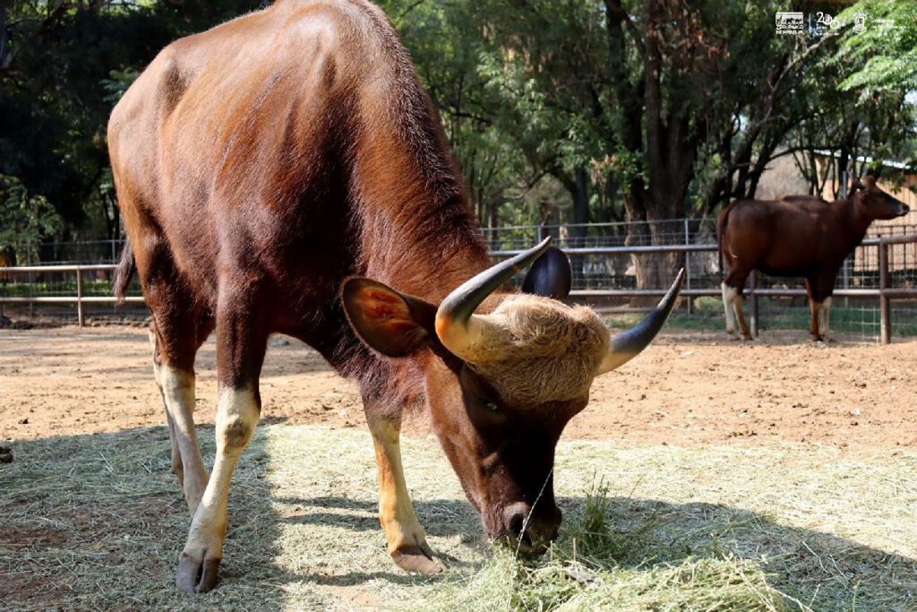 conoce a los bisontes de la India que se encuentran el Zoológico de Morelia