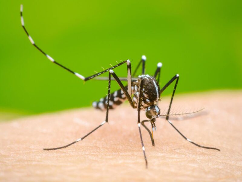 Cuáles son los síntomas del dengue y cuánto tardan en aparecer?