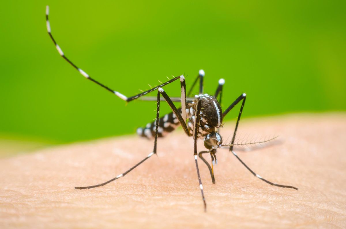 conoce cómo detectar y actuar ante síntomas del dengue